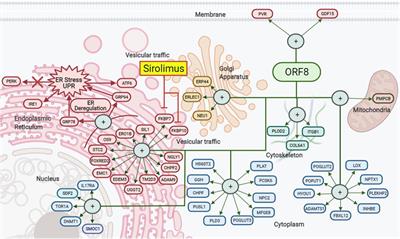 Structural Analysis of SARS-CoV-2 ORF8 Protein: Pathogenic and Therapeutic Implications